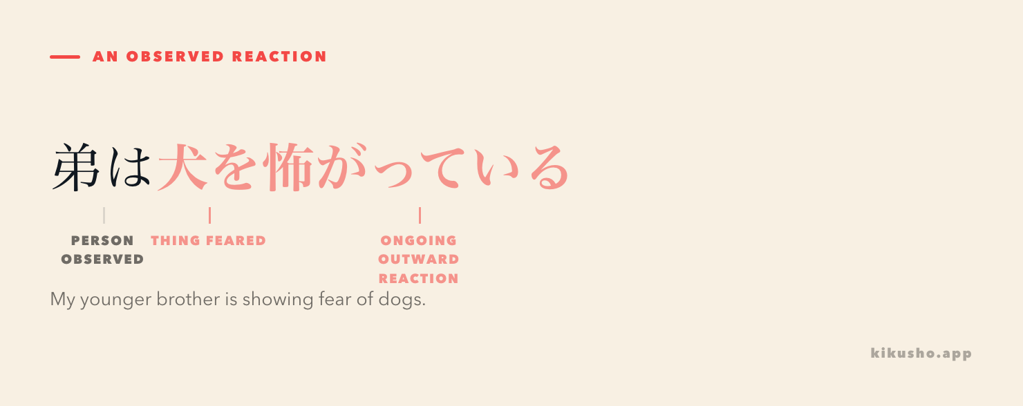 The sentence 弟は犬を怖がっている is divided into the person observed, the feared object marked by を, and the ongoing reaction.