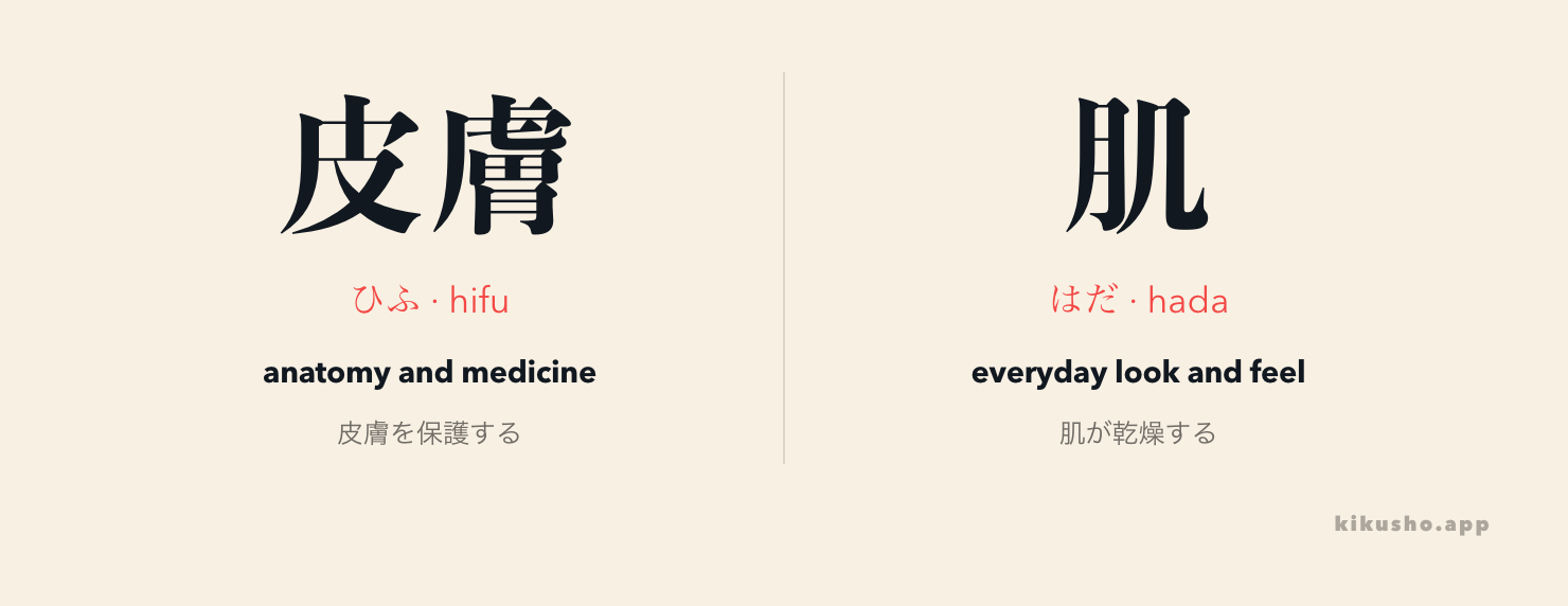 皮膚 treats skin as an anatomical organ, while 肌 foregrounds its everyday appearance and feel.